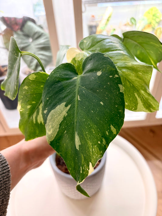 Variegated Monstera Thai Constellation