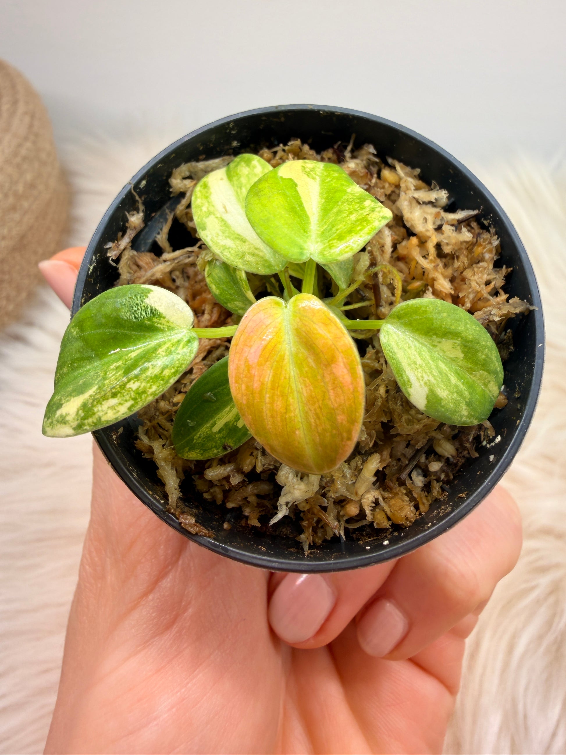 Variegated Philodendron Melanochrysum Pink